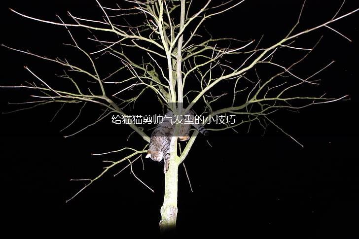 给猫猫剪帅气发型的小技巧,第1张