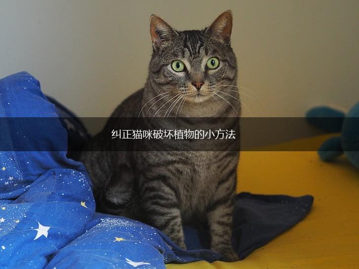 纠正猫咪破坏植物的小方法,第1张