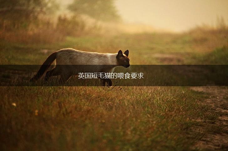 英国短毛猫的喂食要求,第1张