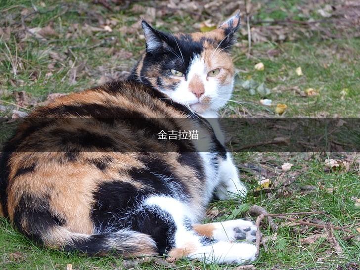 金吉拉猫,第1张