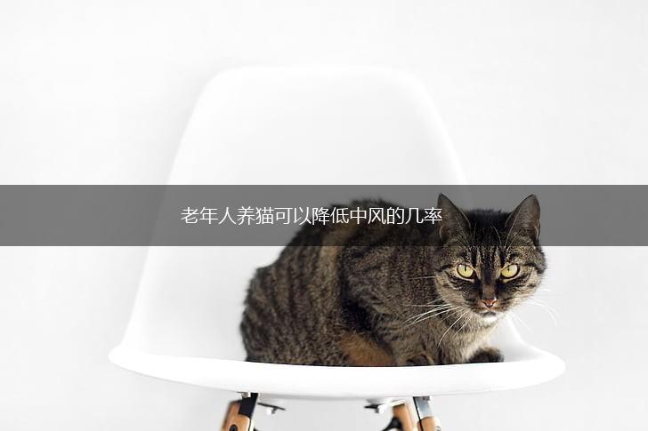 老年人养猫可以降低中风的几率,第1张 老年人养猫可以降低中风的几率,第1张