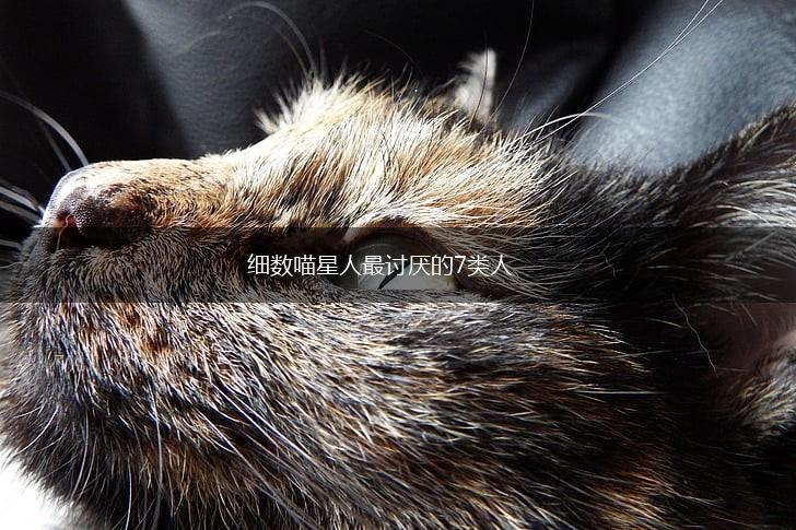 细数喵星人最讨厌的7类人,第1张 细数喵星人最讨厌的7类人,第1张