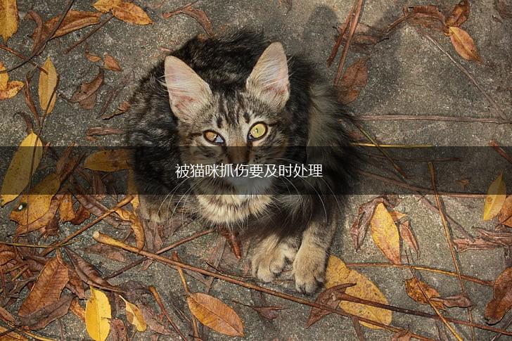 被猫咪抓伤要及时处理,第1张