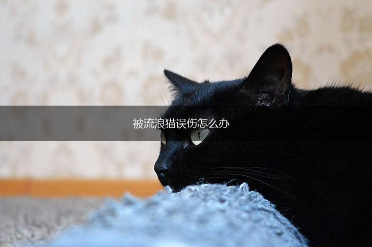 被流浪猫误伤怎么办,第1张