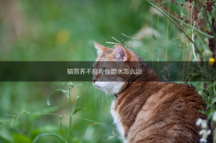 猫营养不良导致腹水怎么治,第1张