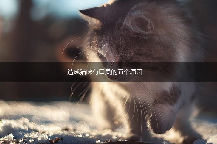 造成猫咪有口臭的五个原因,第1张