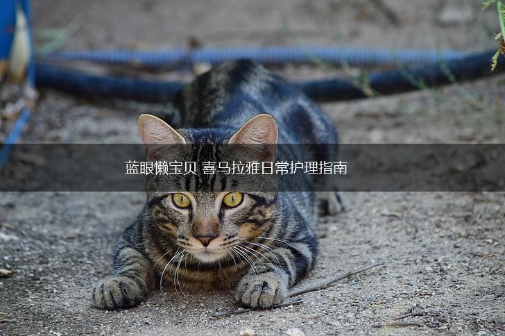 蓝眼懒宝贝 喜马拉雅日常护理指南,第1张 蓝眼懒宝贝 喜马拉雅日常护理指南,第1张