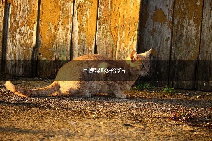 耳螨猫咪好治吗,第1张