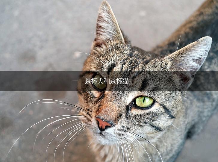 茶杯犬和茶杯猫,第1张 茶杯犬和茶杯猫,第1张