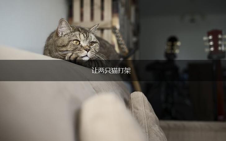 让两只猫打架,第1张