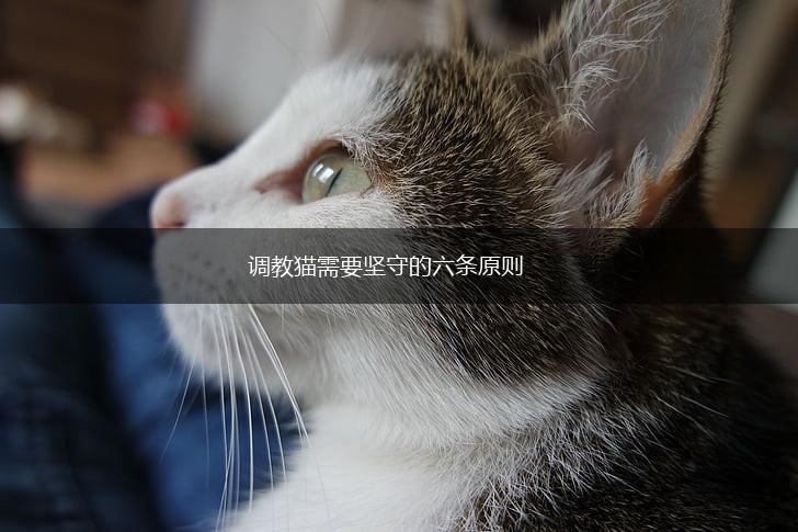 调教猫需要坚守的六条原则,第1张
