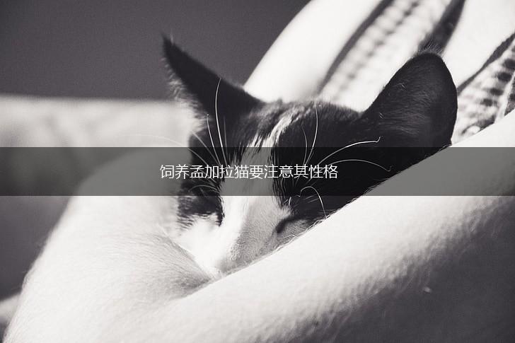 饲养孟加拉猫要注意其性格,第1张