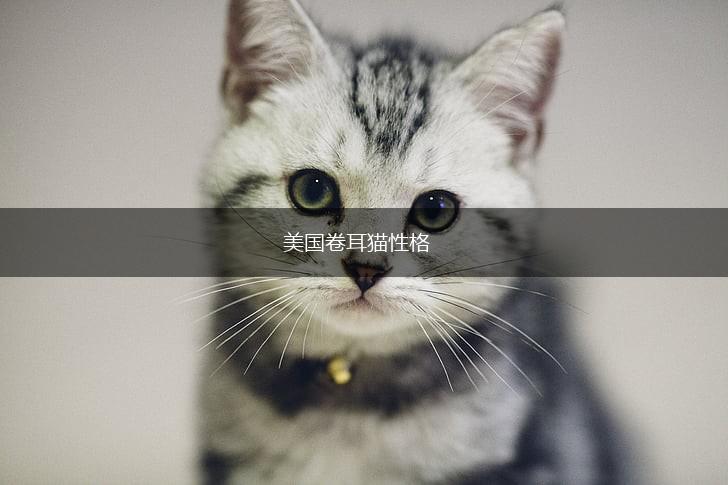 美国卷耳猫性格,第1张