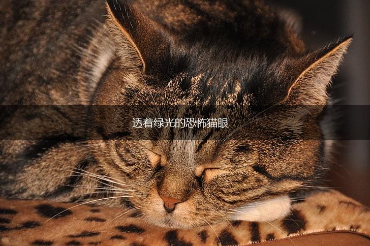 透着绿光的恐怖猫眼,第1张