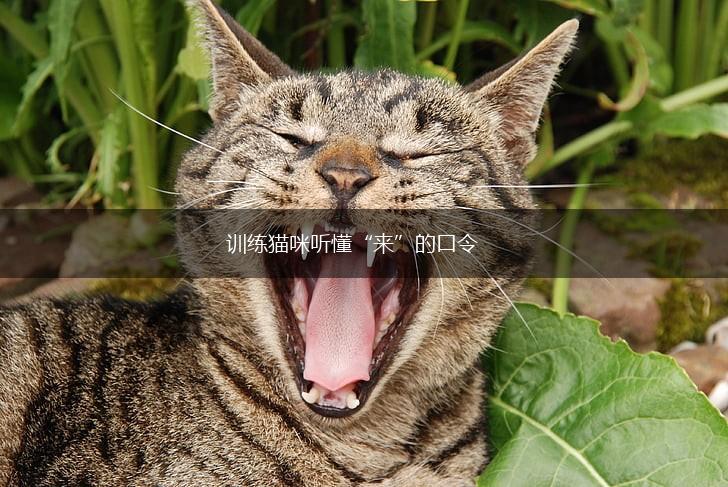 训练猫咪听懂“来”的口令,第1张