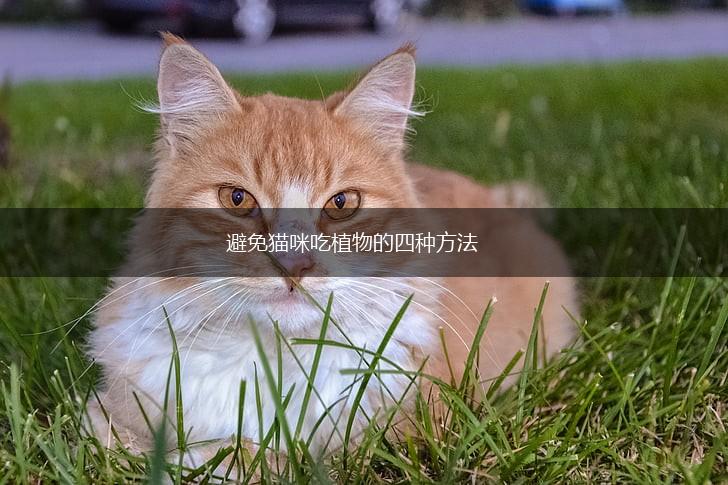 避免猫咪吃植物的四种方法,第1张