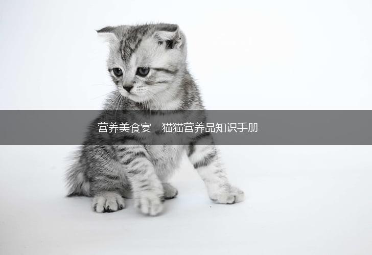 营养美食宴　猫猫营养品知识手册,第1张