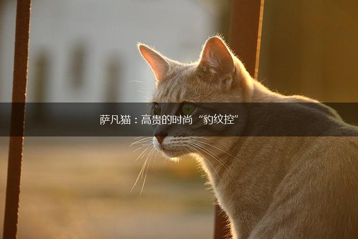 萨凡猫：高贵的时尚“豹纹控”,第1张