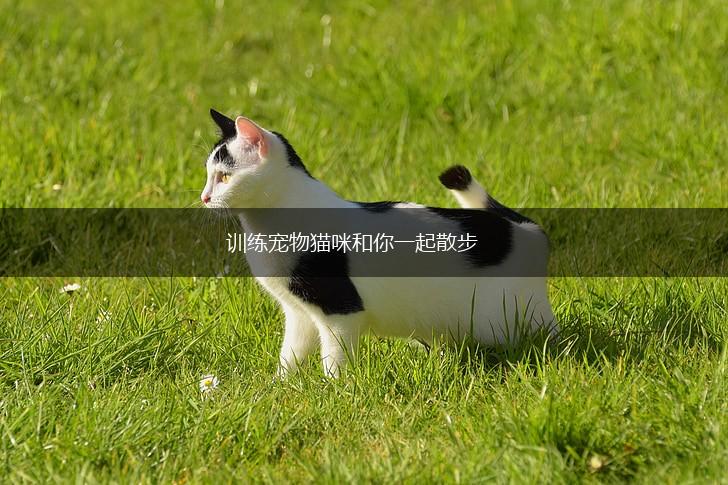 训练宠物猫咪和你一起散步,第1张