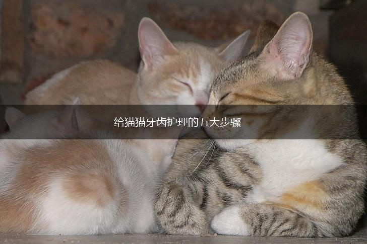 给猫猫牙齿护理的五大步骤,第1张 给猫猫牙齿护理的五大步骤,第1张