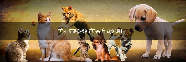 美丽猫咪脸部美容方式说明,第1张