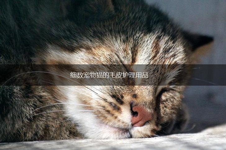 细数宠物猫的毛皮护理用品,第1张 细数宠物猫的毛皮护理用品,第1张
