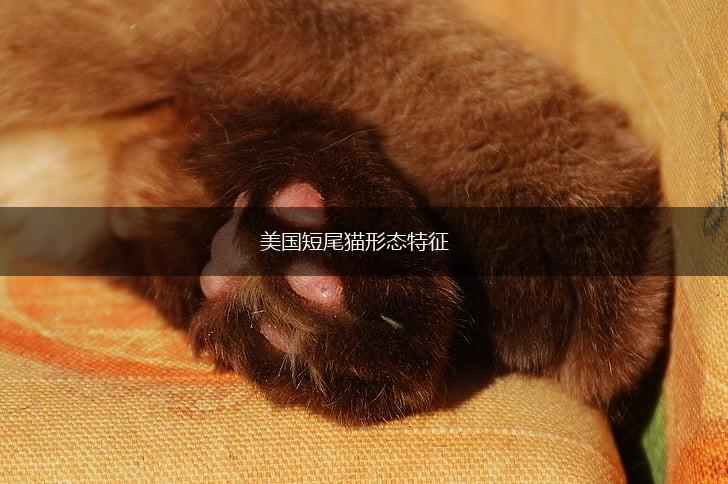 美国短尾猫形态特征,第1张