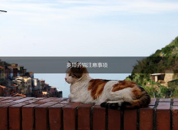 英短养猫注意事项,第1张