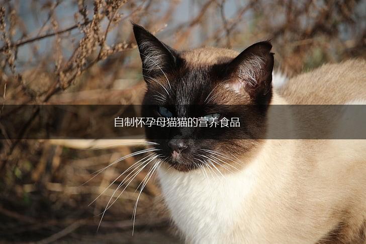 自制怀孕母猫猫的营养食品,第1张 自制怀孕母猫猫的营养食品,第1张