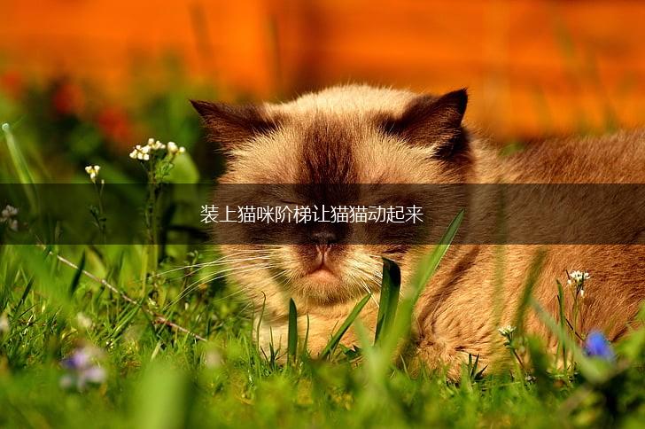 装上猫咪阶梯让猫猫动起来,第1张 装上猫咪阶梯让猫猫动起来,第1张