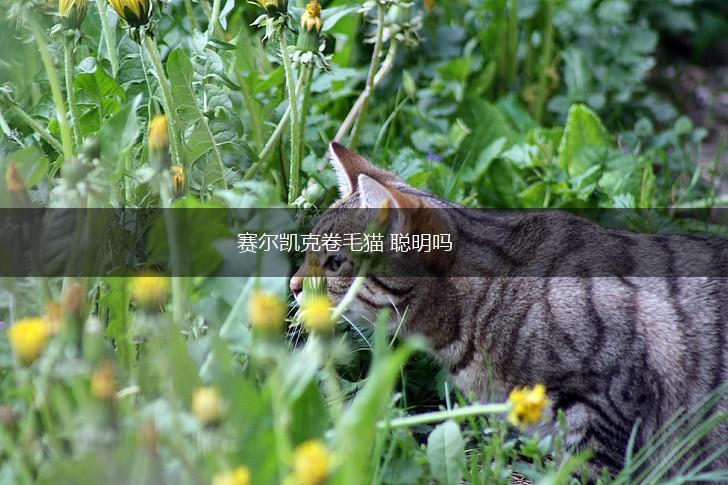 赛尔凯克卷毛猫 聪明吗,第1张