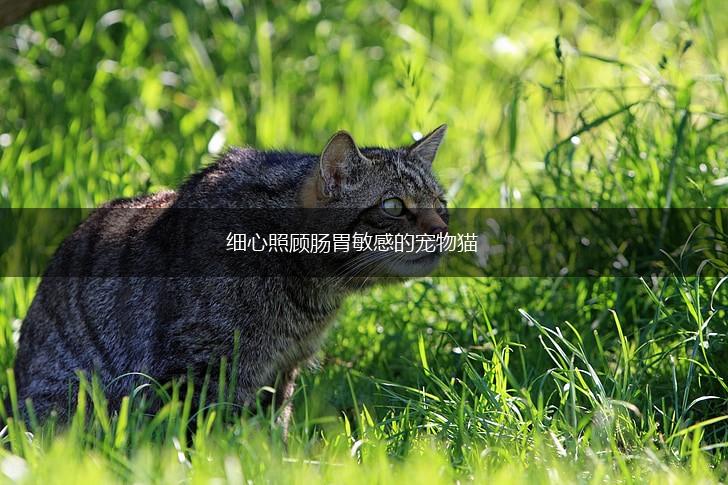 细心照顾肠胃敏感的宠物猫,第1张