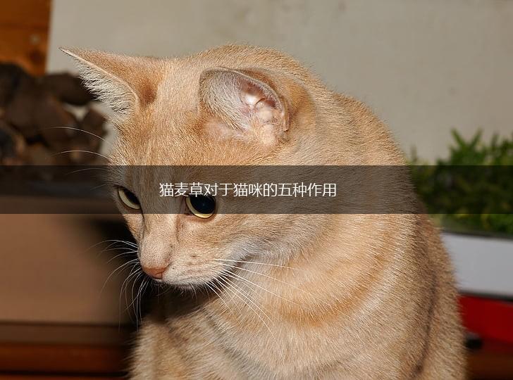 猫麦草对于猫咪的五种作用,第1张