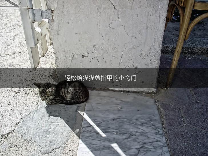 轻松给猫猫剪指甲的小窍门,第1张