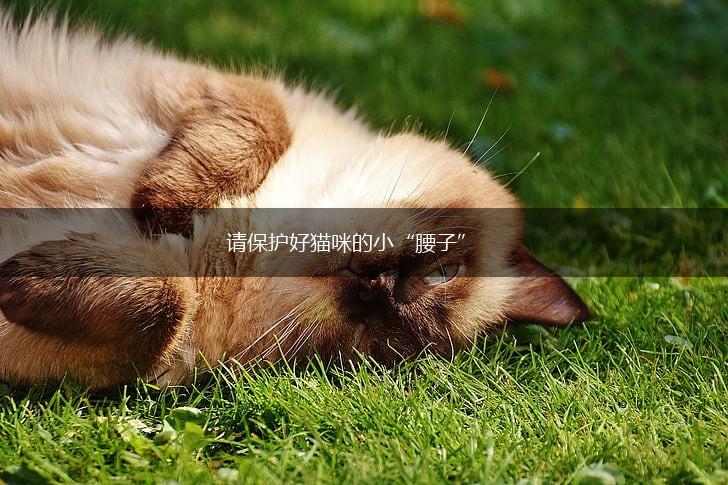 请保护好猫咪的小“腰子”,第1张