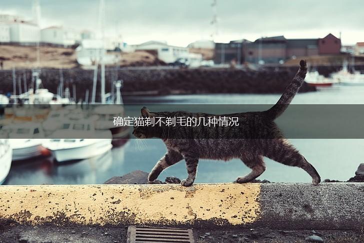 确定猫剃不剃毛的几种情况,第1张 确定猫剃不剃毛的几种情况,第1张