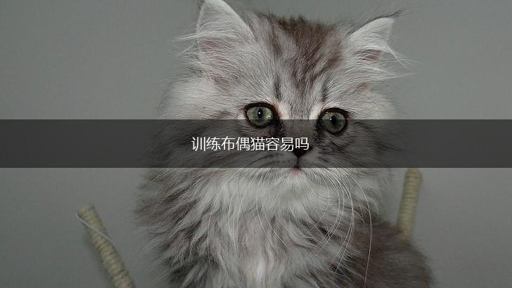 训练布偶猫容易吗,第1张