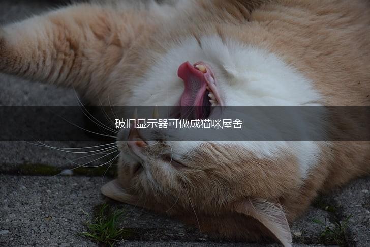 破旧显示器可做成猫咪屋舍,第1张