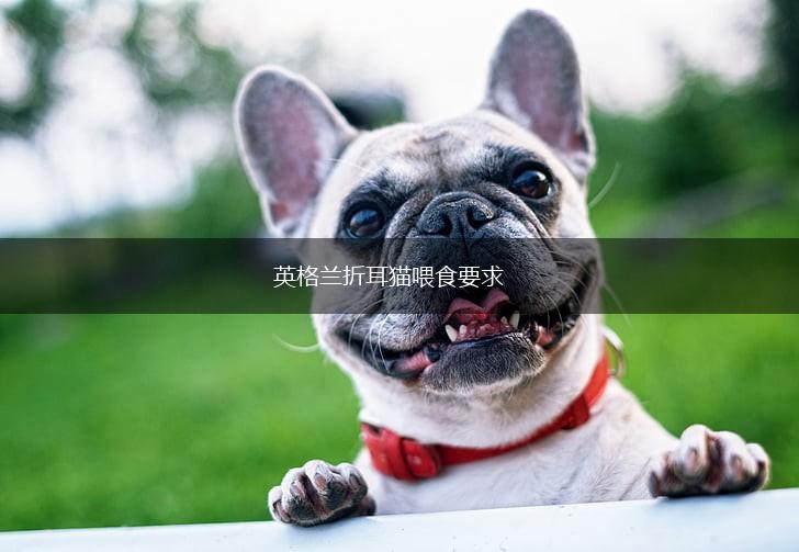 英格兰折耳猫喂食要求,第1张 英格兰折耳猫喂食要求,第1张