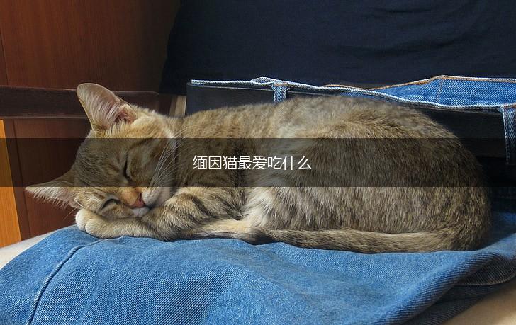缅因猫最爱吃什么,第1张