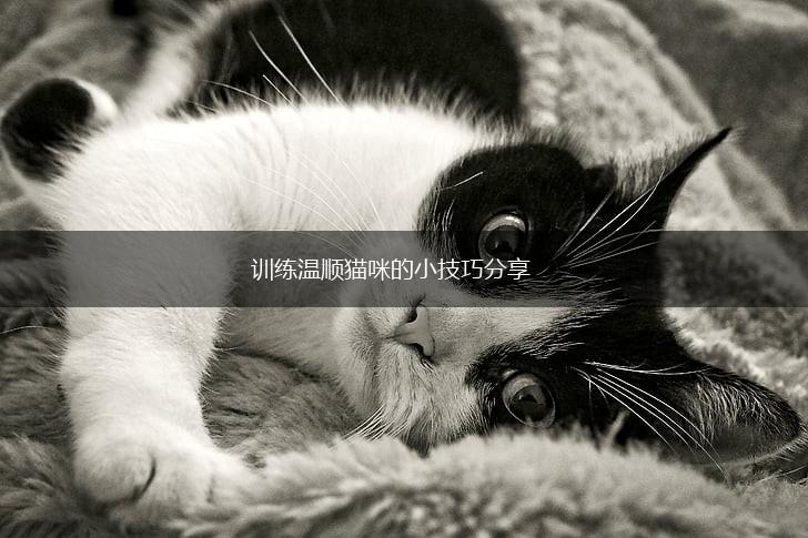 训练温顺猫咪的小技巧分享,第1张