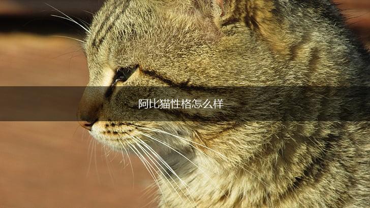 阿比猫性格怎么样,第1张