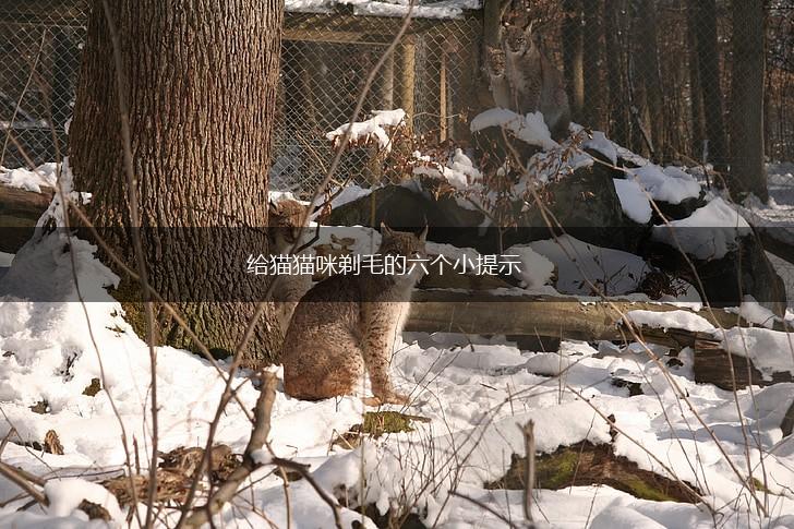 给猫猫咪剃毛的六个小提示,第1张 给猫猫咪剃毛的六个小提示,第1张