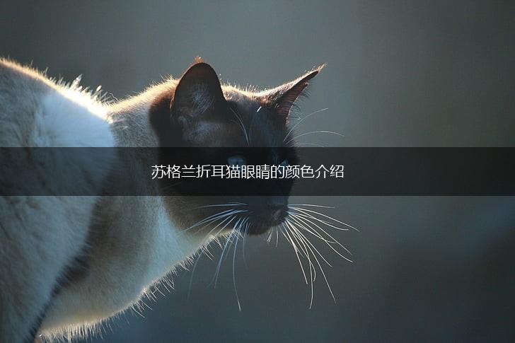 苏格兰折耳猫眼睛的颜色介绍,第1张