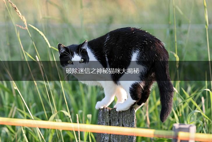 破除迷信之神秘猫咪大揭秘,第1张 破除迷信之神秘猫咪大揭秘,第1张