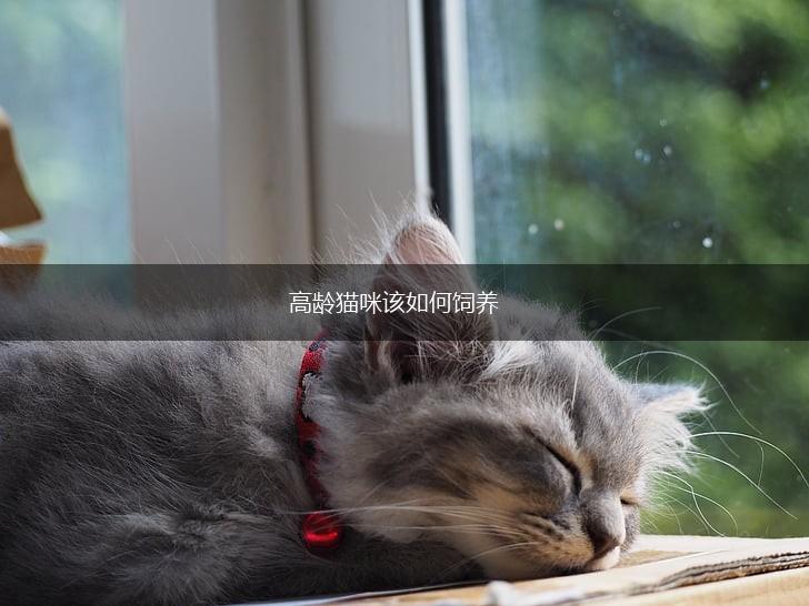高龄猫咪该如何饲养,第1张