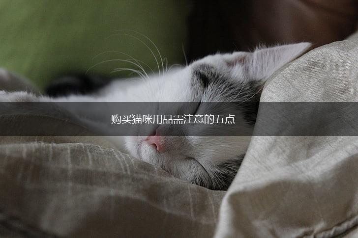 购买猫咪用品需注意的五点,第1张
