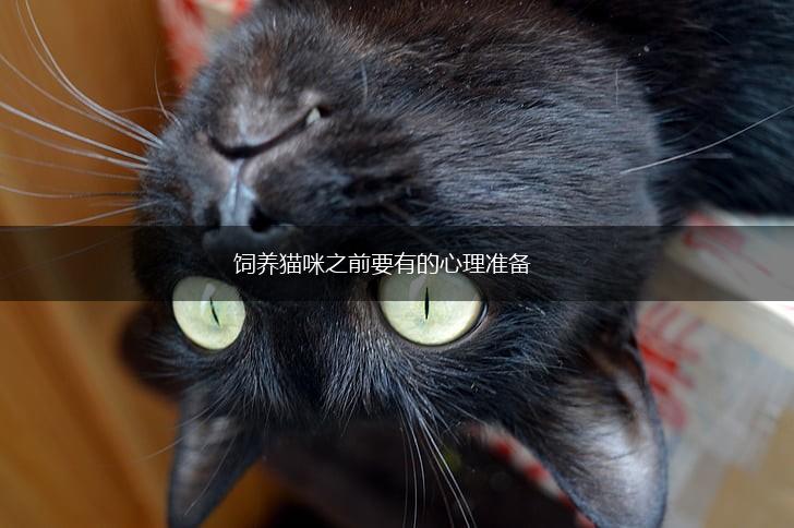 饲养猫咪之前要有的心理准备,第1张