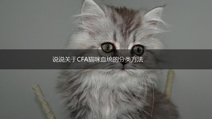 说说关于CFA猫咪血统的分类方法,第1张