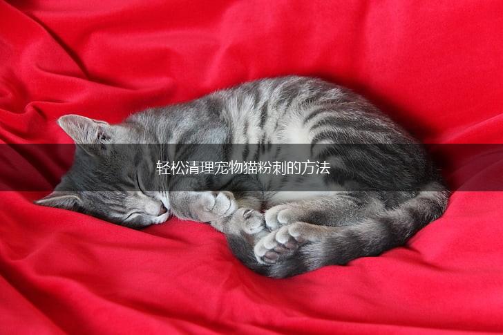 轻松清理宠物猫粉刺的方法,第1张